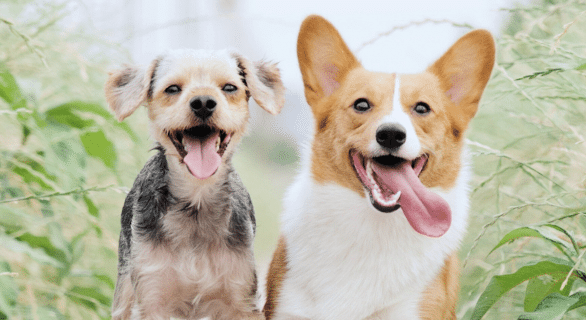 chiens