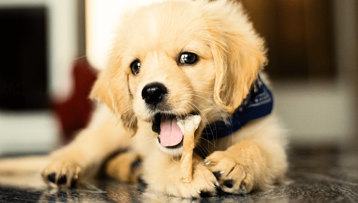 chien-qui-mordille