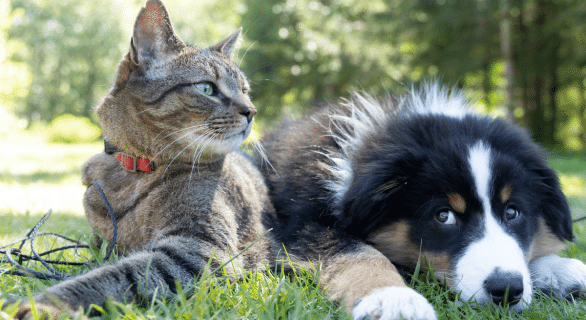 chien-chat-cohabitation