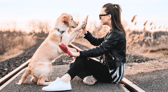 education-chien