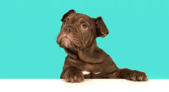Chien sang dans les selles