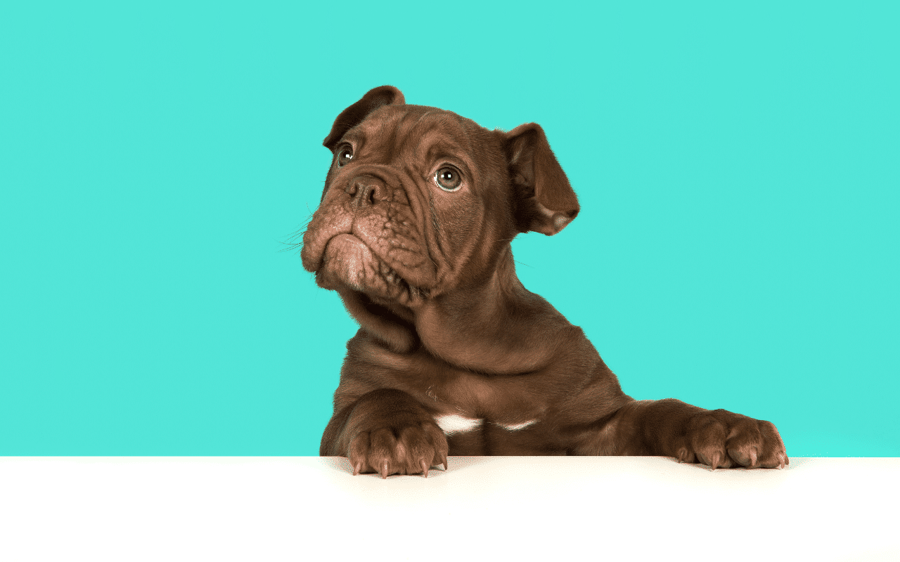 Chien sang dans les selles