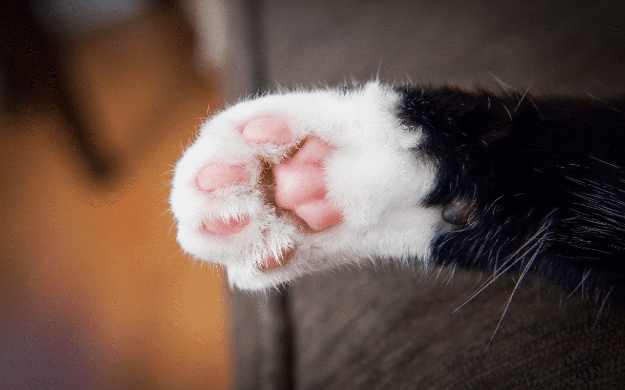 Coussinet gonflé chat