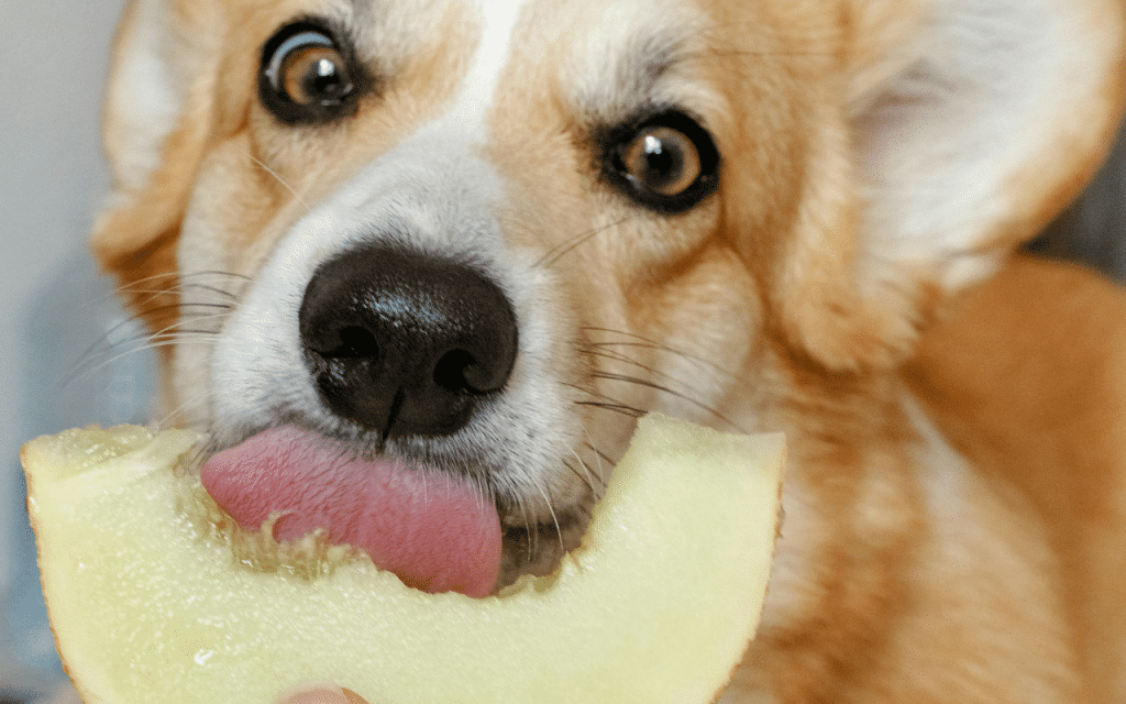Les risques pour un chien