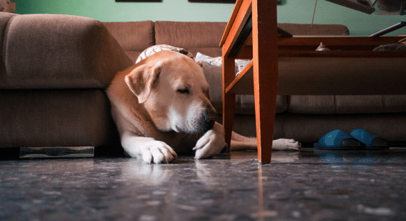 Mon chien se lèche les pattes