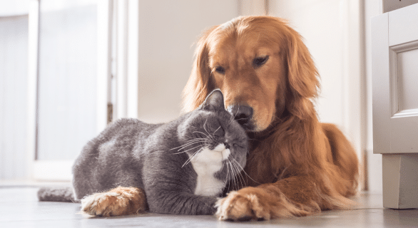 dressage-chien-et-chat