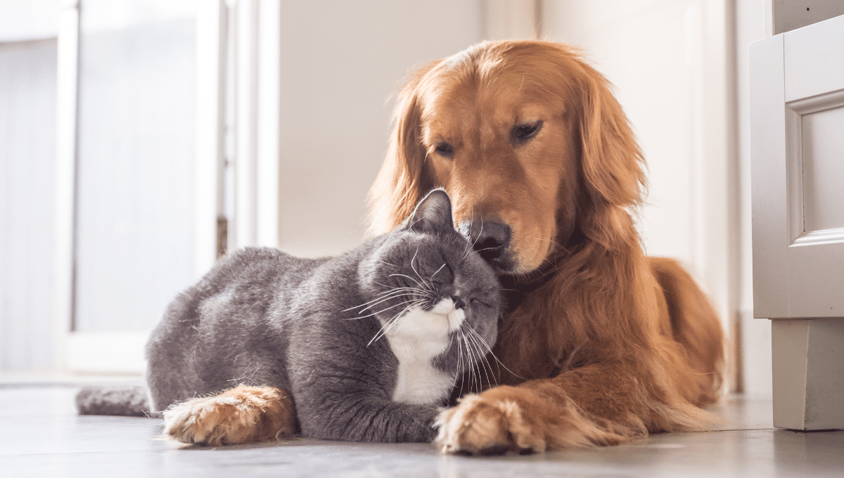 dressage-chien-et-chat