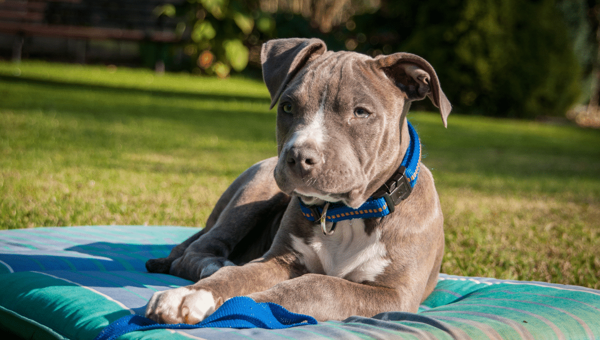 interdiction-coupe-oreille-maltraitance-canine