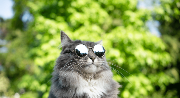 inteligence-chat
