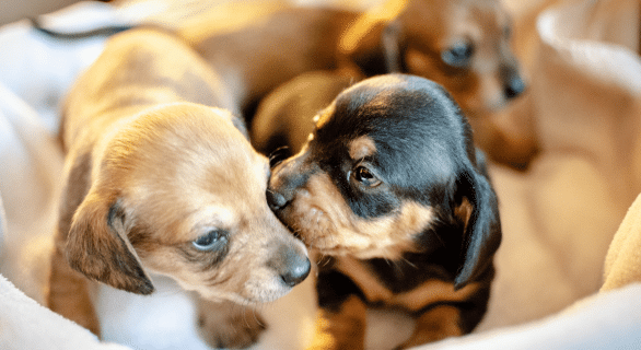 chien-ADN