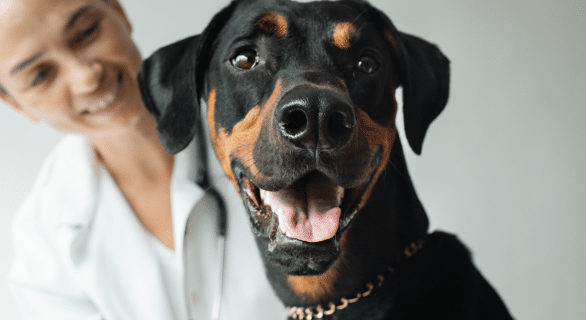 cancer-traitement-chien