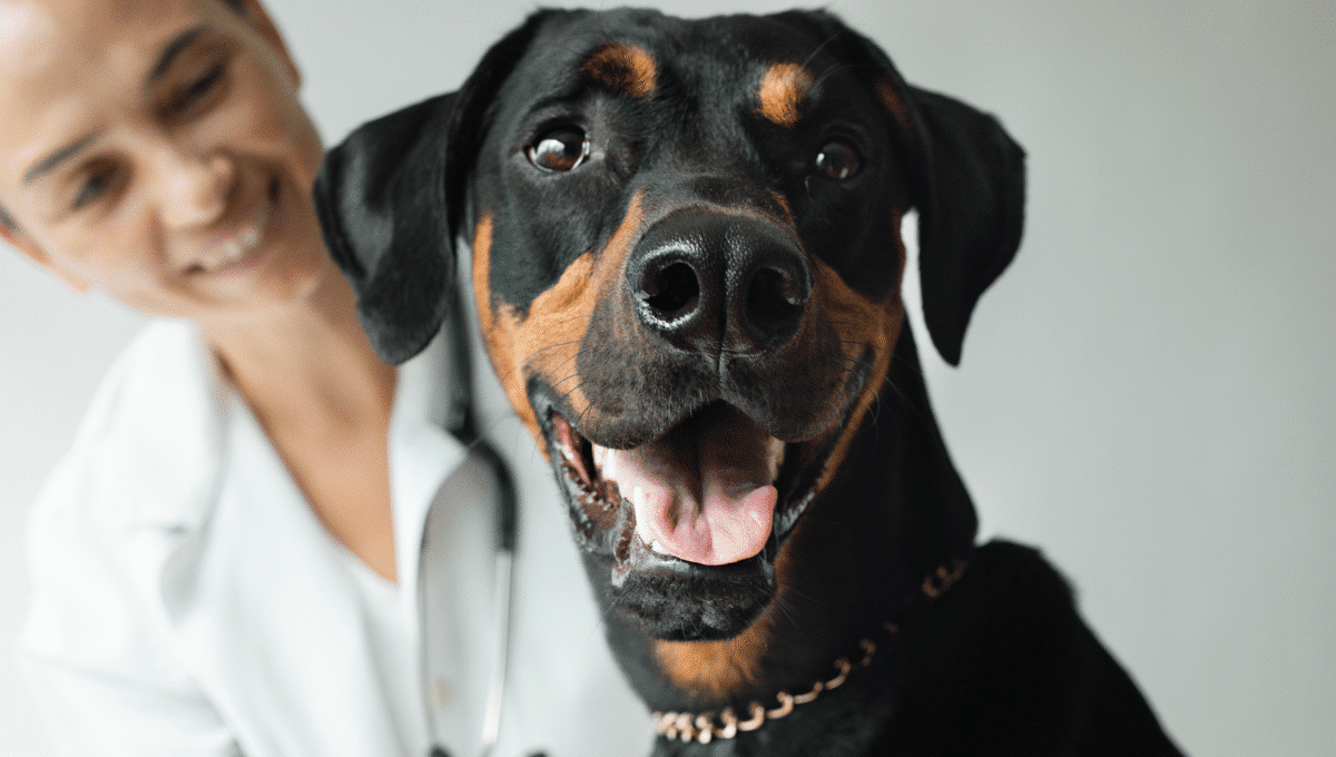 cancer-traitement-chien