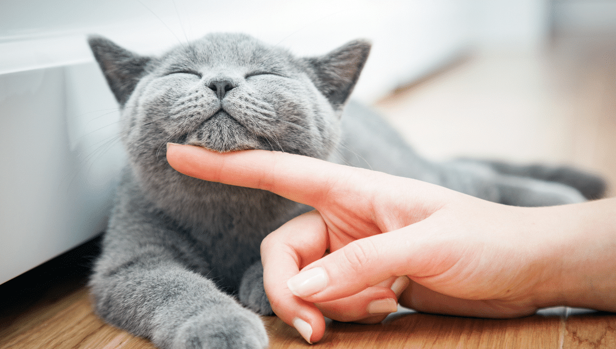 ce-que-les-chats-aprenneent-vraiment-en-nous-voyant