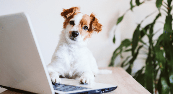 les-tarifs-de-la-centrale-canine-evoluent