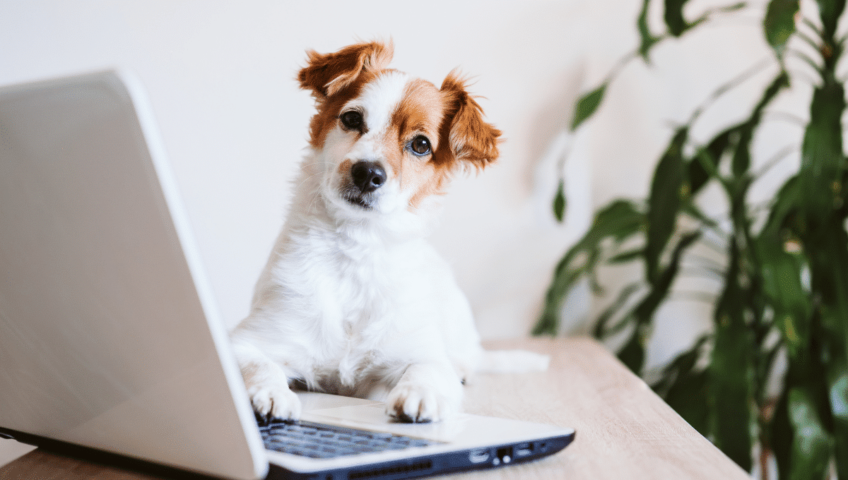 les-tarifs-de-la-centrale-canine-evoluent