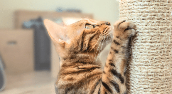 chats-griffes-astuces