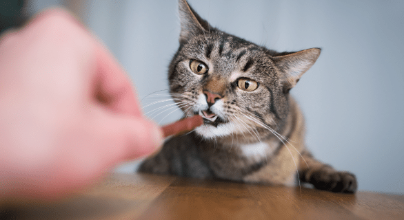 friandise-chat