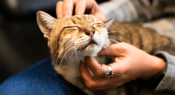 chat-hérant