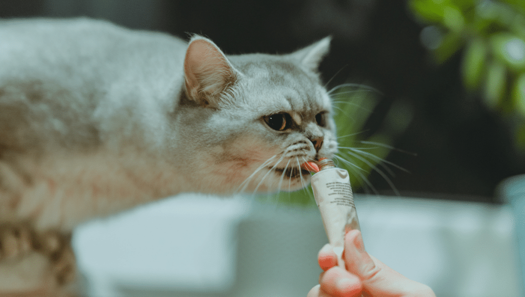 chatons