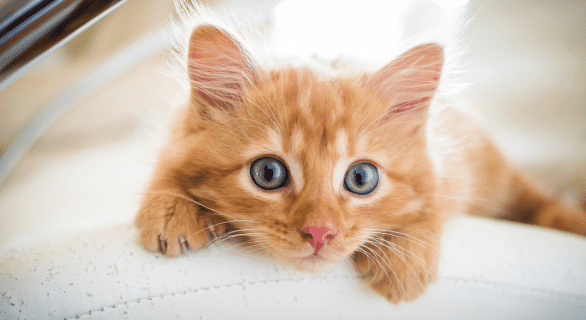 chat
