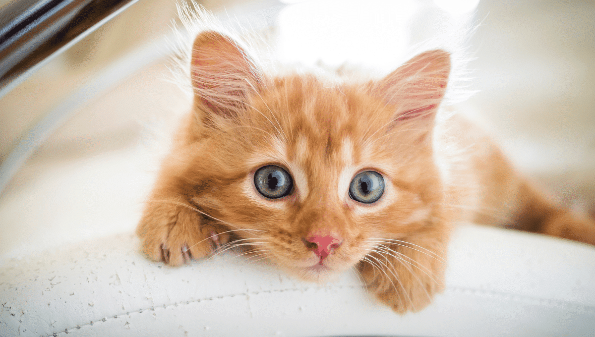 chat