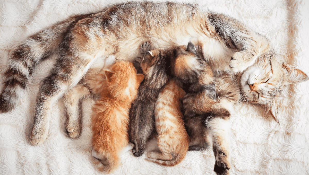 chatons