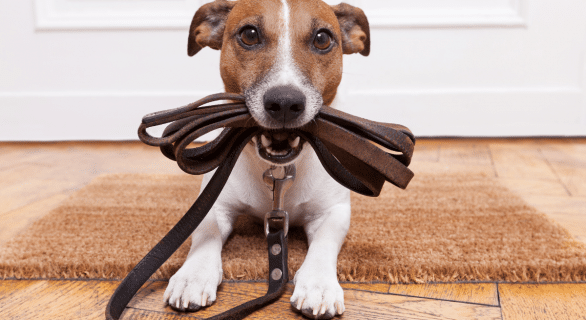 balade-en-foret-chien