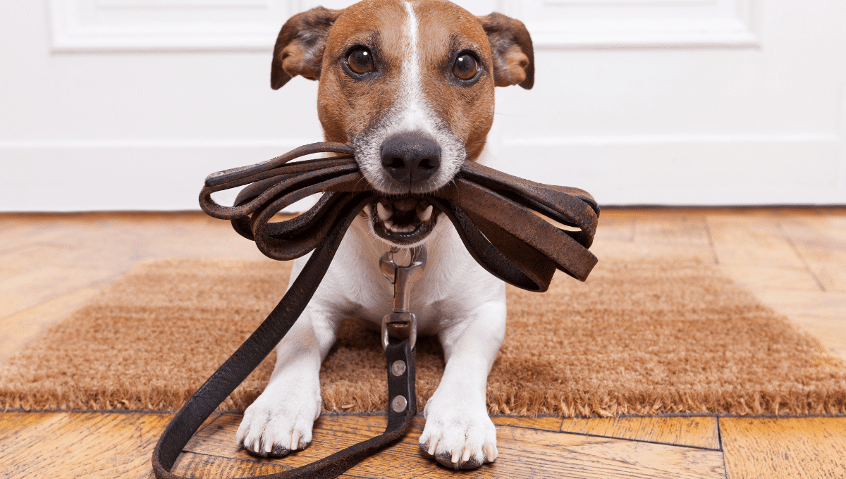 balade-en-foret-chien