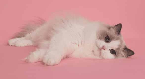 sociabilisation chaton