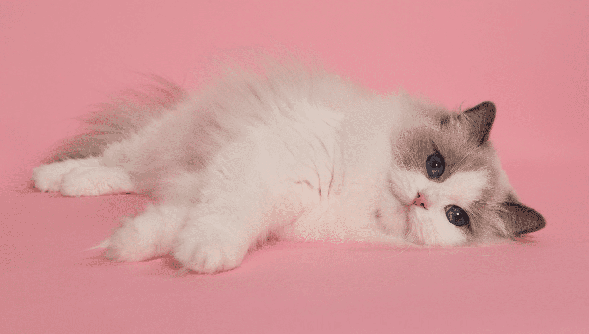 sociabilisation chaton