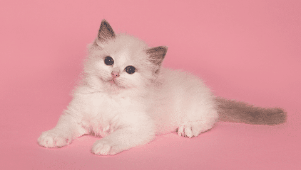 _TEMPLATE CHATON (2)