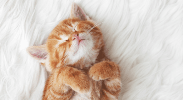 Développement neurologique du chaton