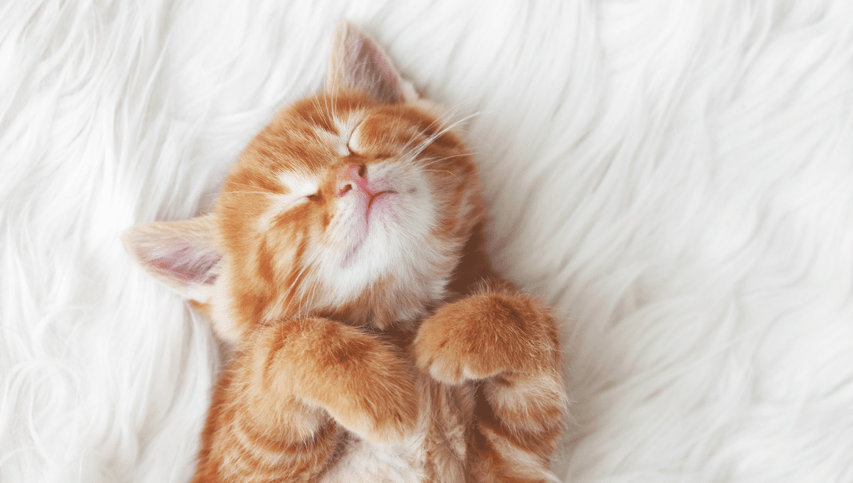 Développement neurologique du chaton