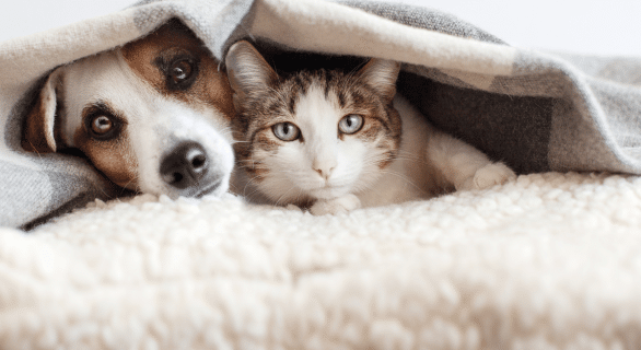 vente-illégale-chien-chat