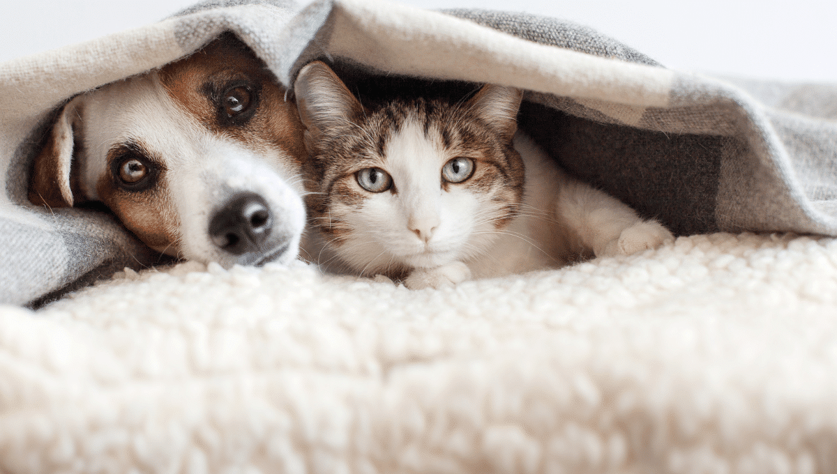 vente-illégale-chien-chat