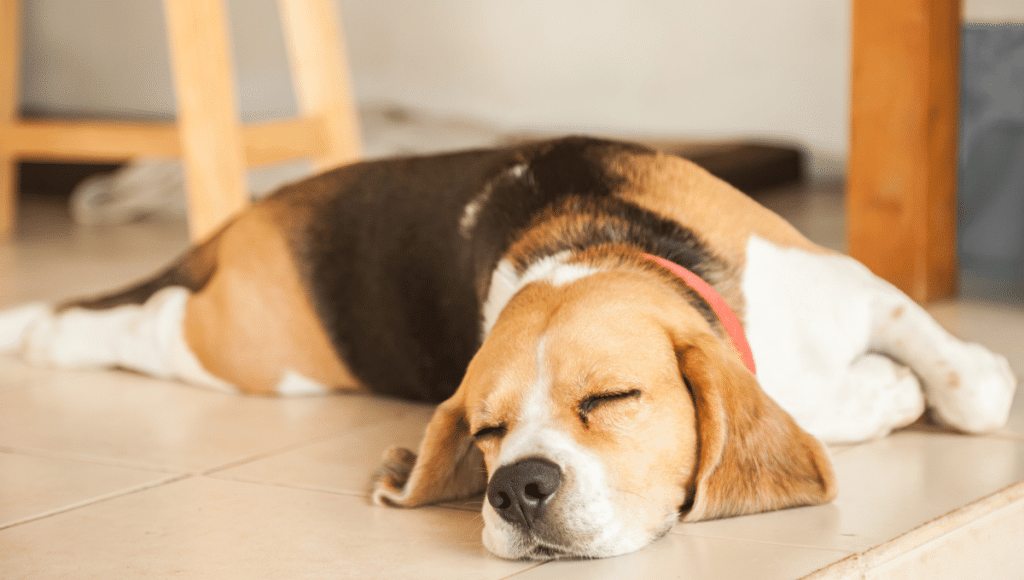 _TEMPLATE CHIEN (1)