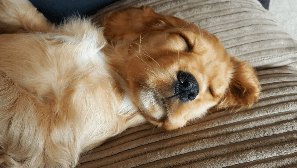 _TEMPLATE CHIEN (2)