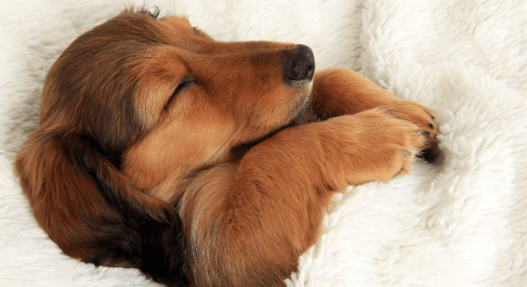 changement-heure-chien