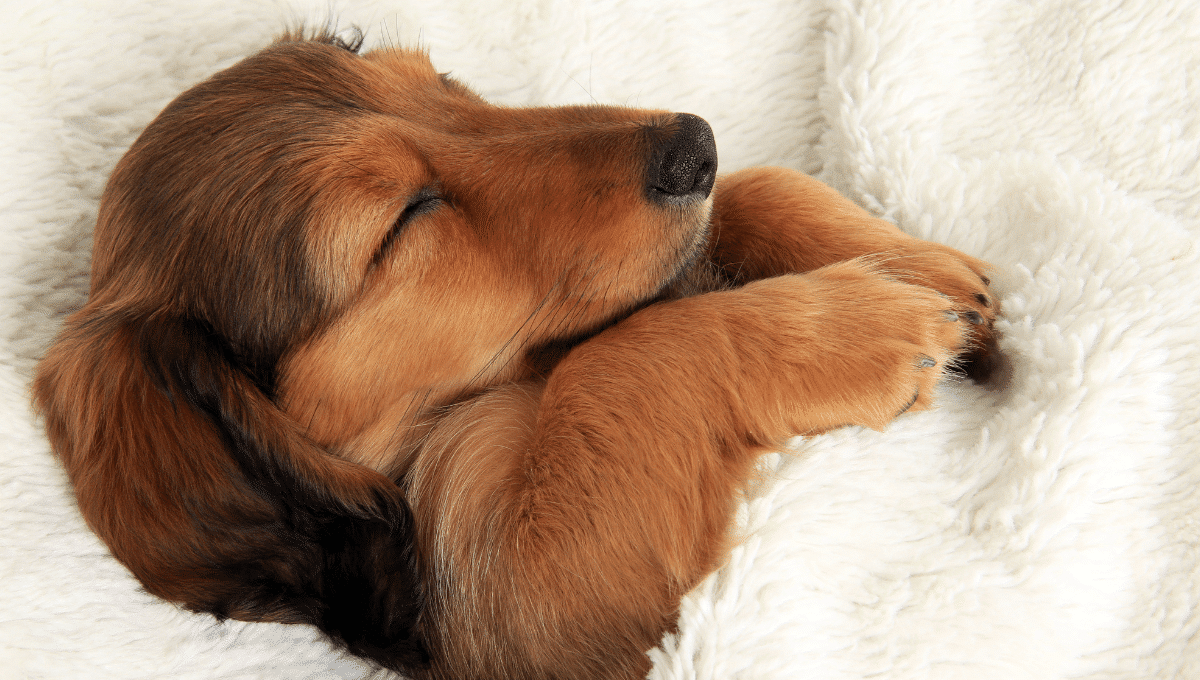 changement-heure-chien