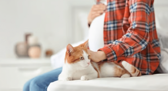 chat-grossesse