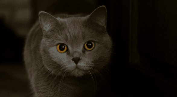 chat-hypoallergénique