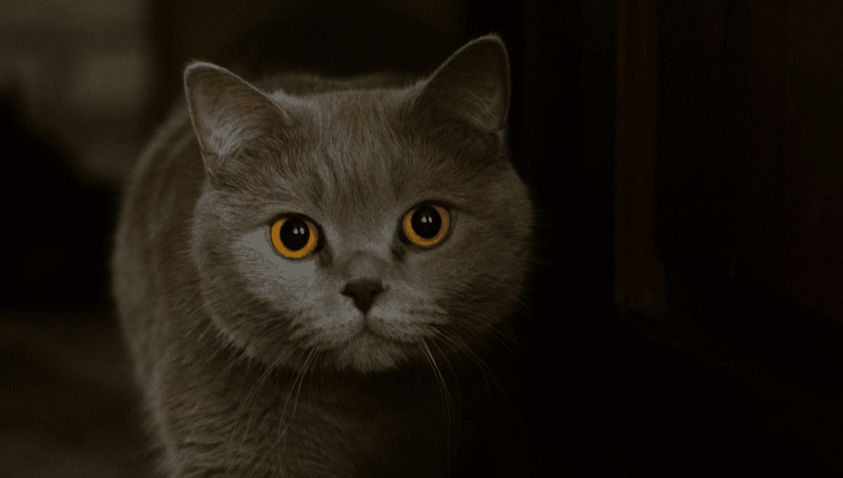 chat-hypoallergénique