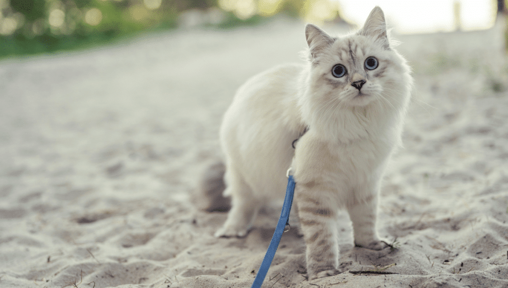 chat-santé-fragile
