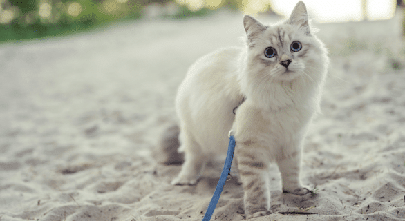 chat-santé-fragile