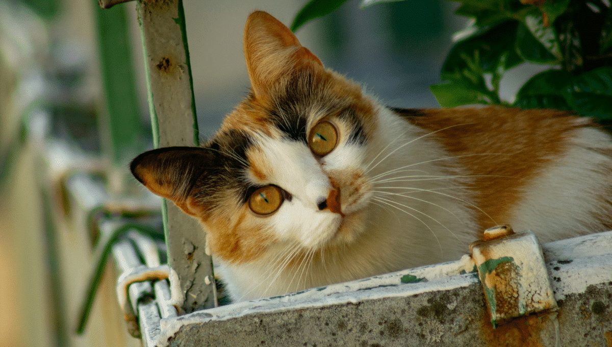 chats-les-plus-intelligents