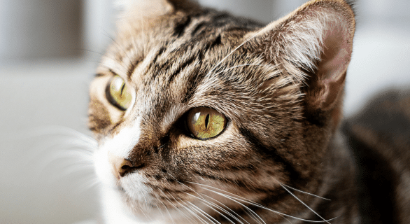 chat-tabby
