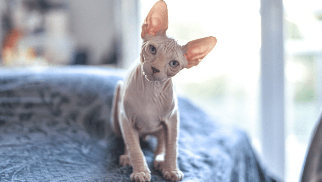 chat-sans-poils