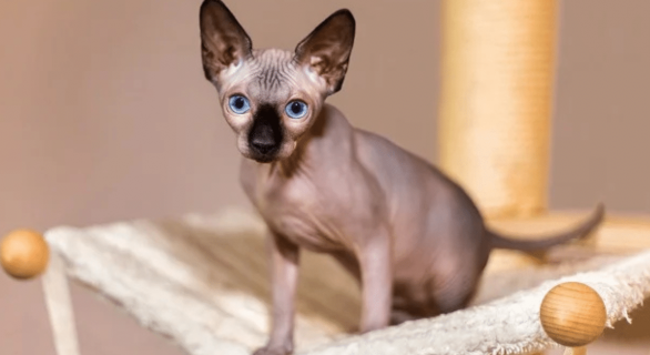 chat-sans-poils