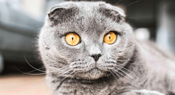 chats-fragiles