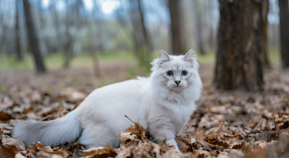 chat-sibérien